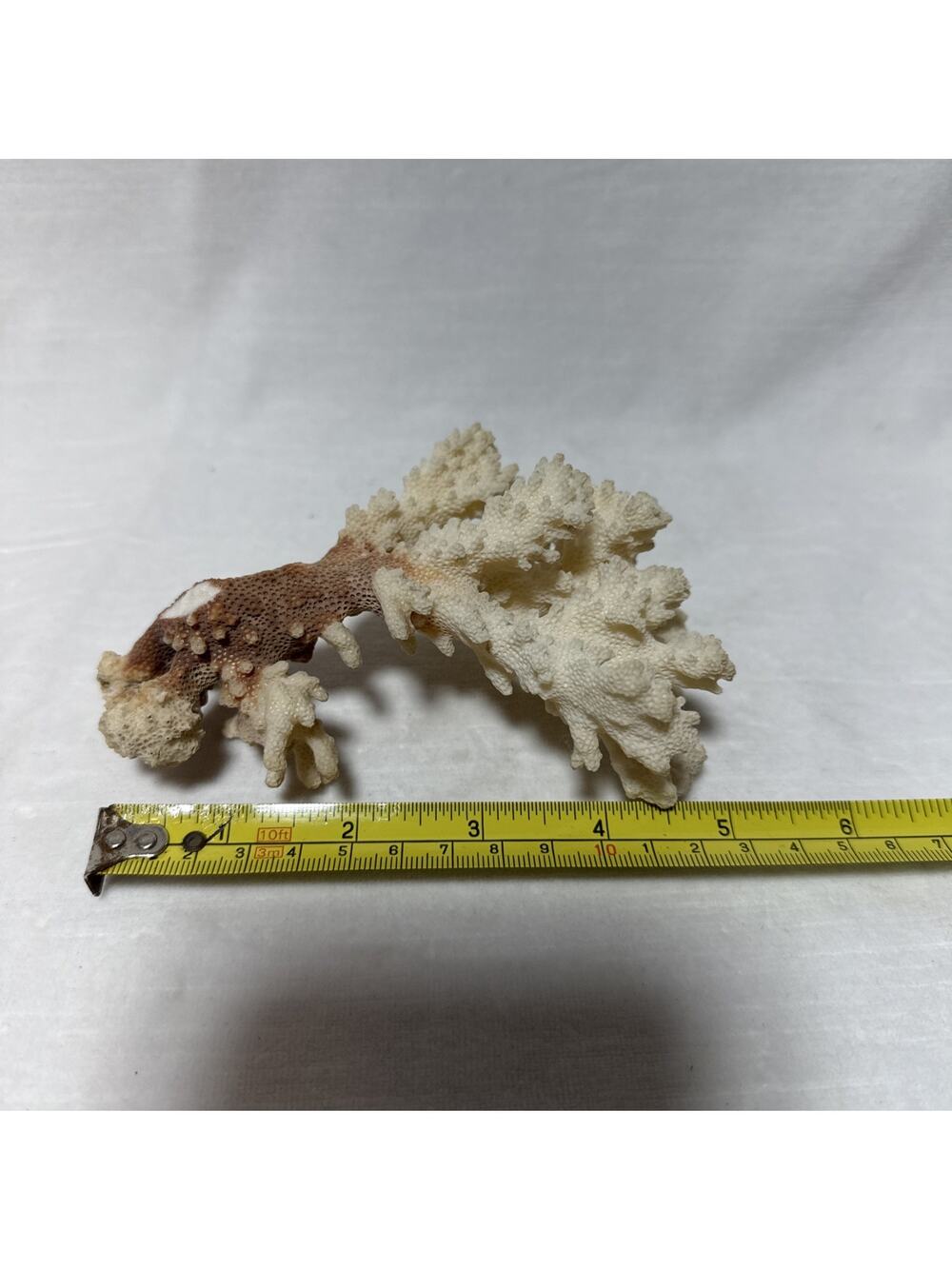 Natural Coral Branch White Brown Red Stem Aquarium Decor DIY 1960s Collection